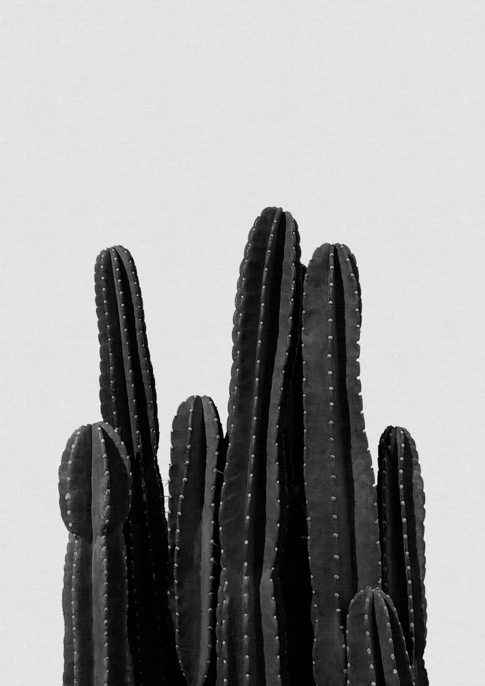 Studio, Orara: Cactus Black & White