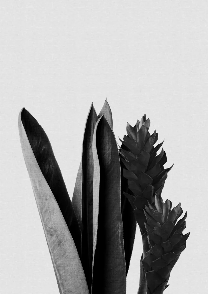 Studio, Orara: Flower Black & White
