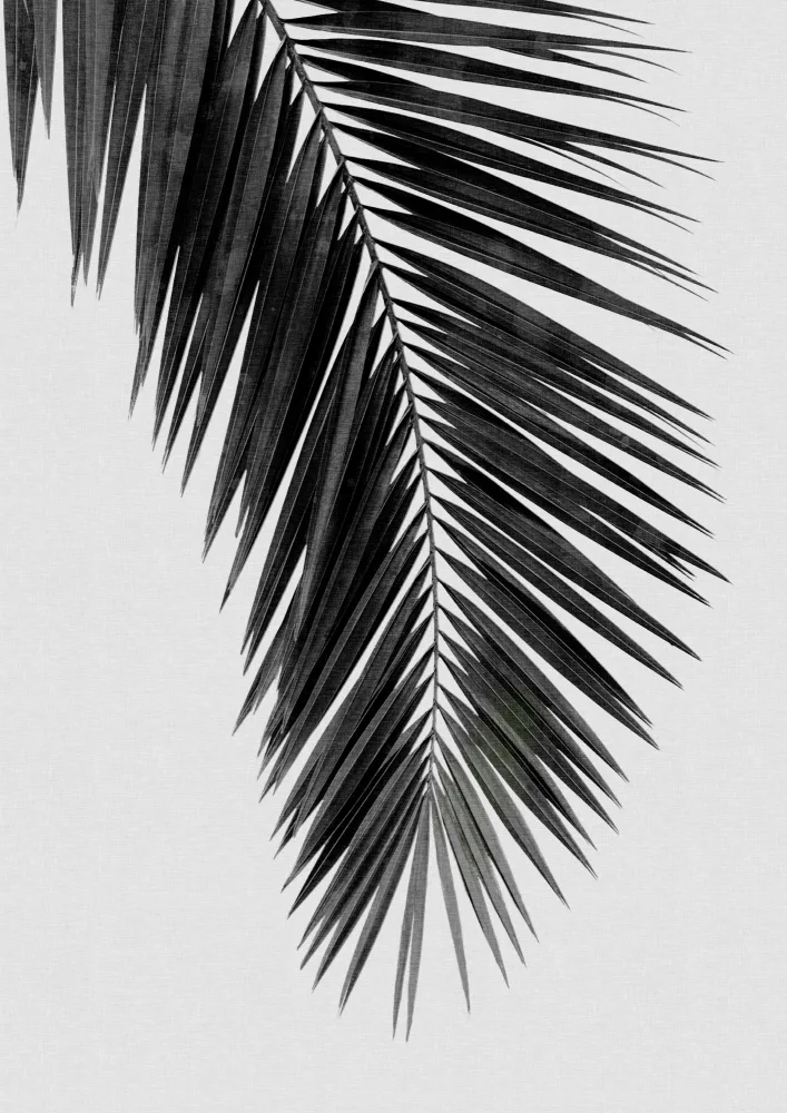 Studio, Orara: Palm Leaf Black & White I