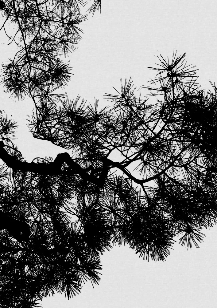 Studio, Orara: Pine Tree Black & White