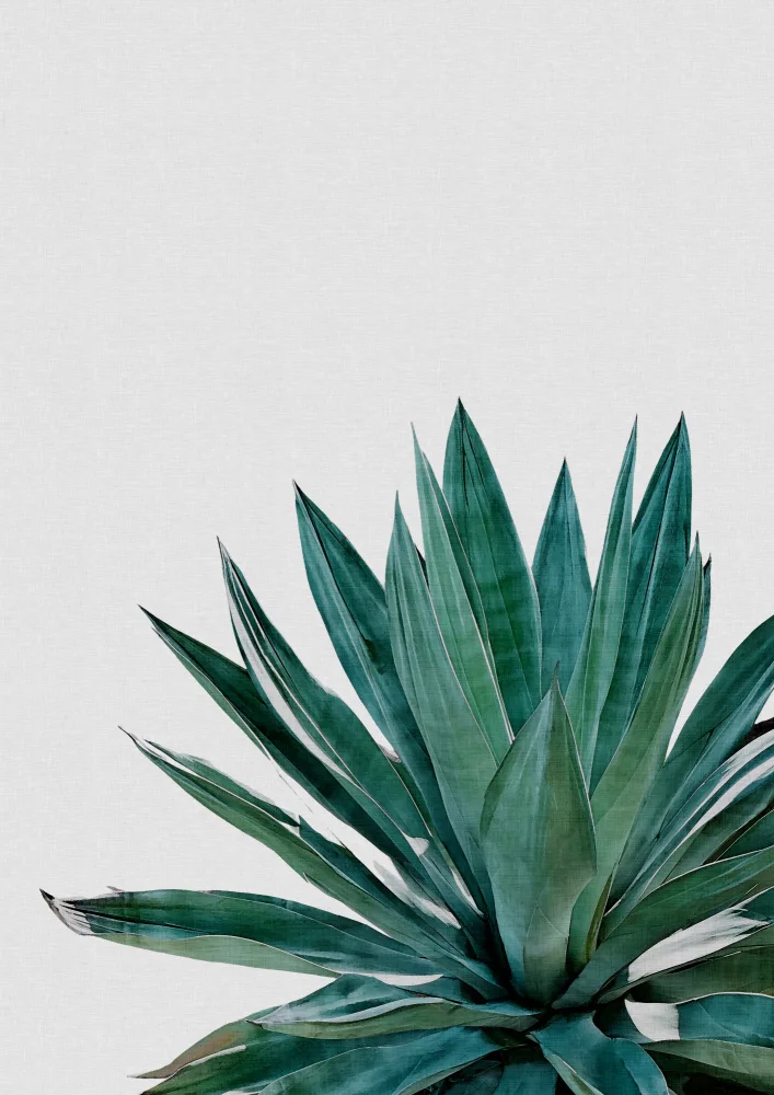 Studio, Orara: Agave Cactus