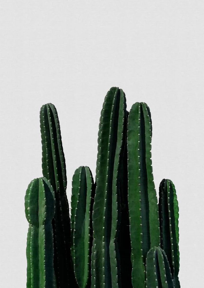 Studio, Orara: Cactus I
