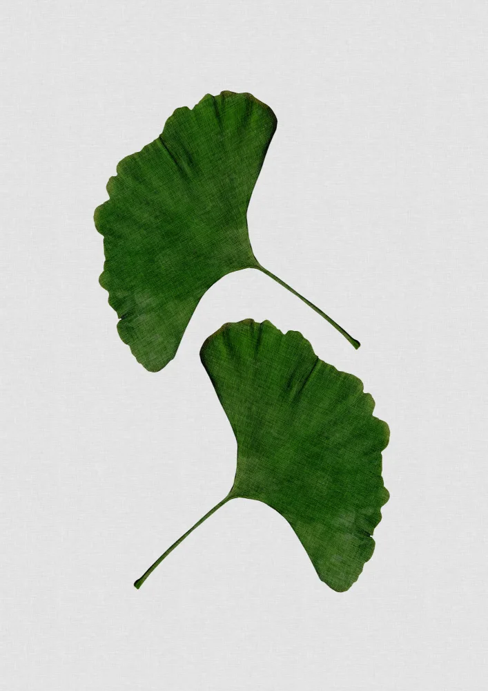 Studio, Orara: Ginkgo Leaf II