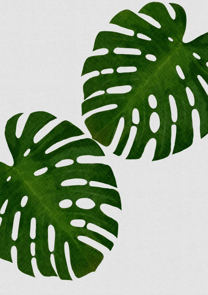Studio, Orara: List Monstera II