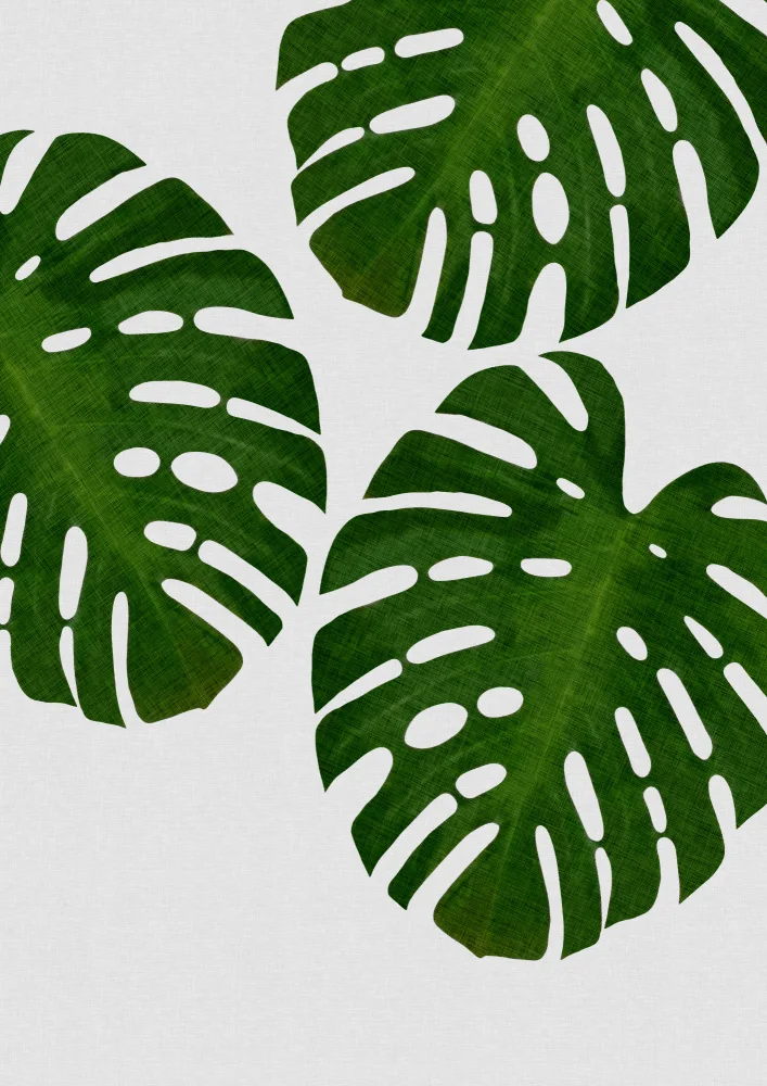 Studio, Orara: List Monstera III