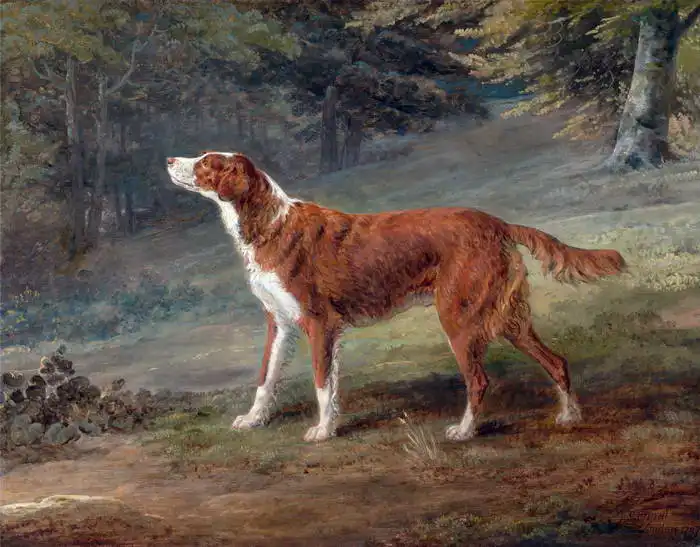 Garrard, George: Ranger (Setter owned by Elizabeth Gray)