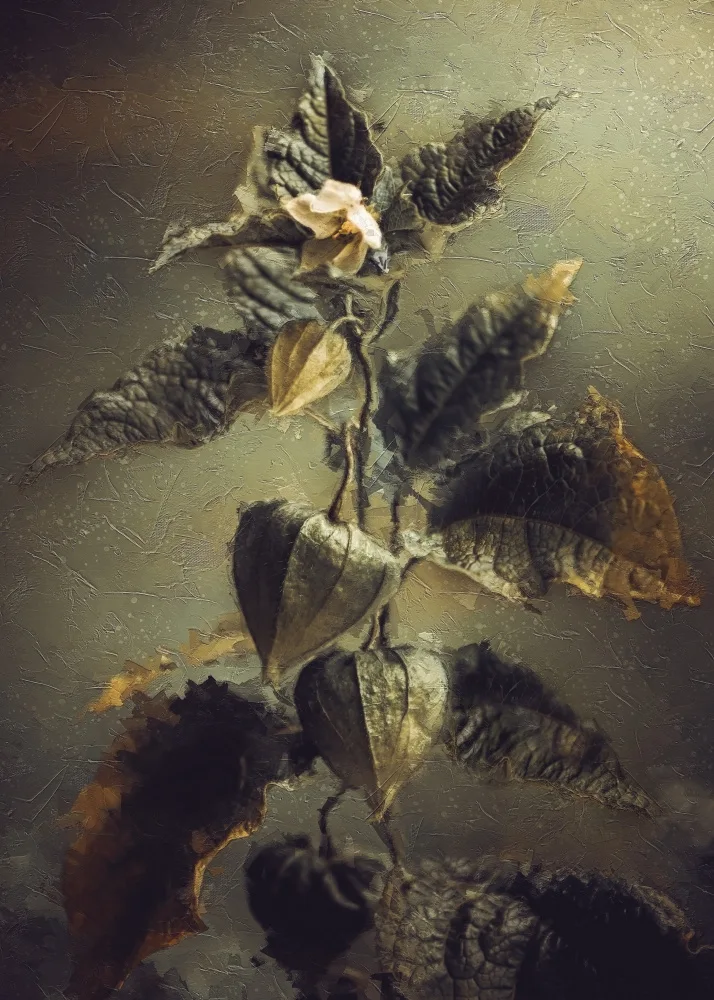 Zvinakeviciute, Kristina: Physalis