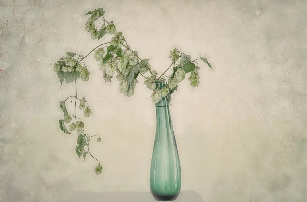 Stas, Marie-anne: Common Hop