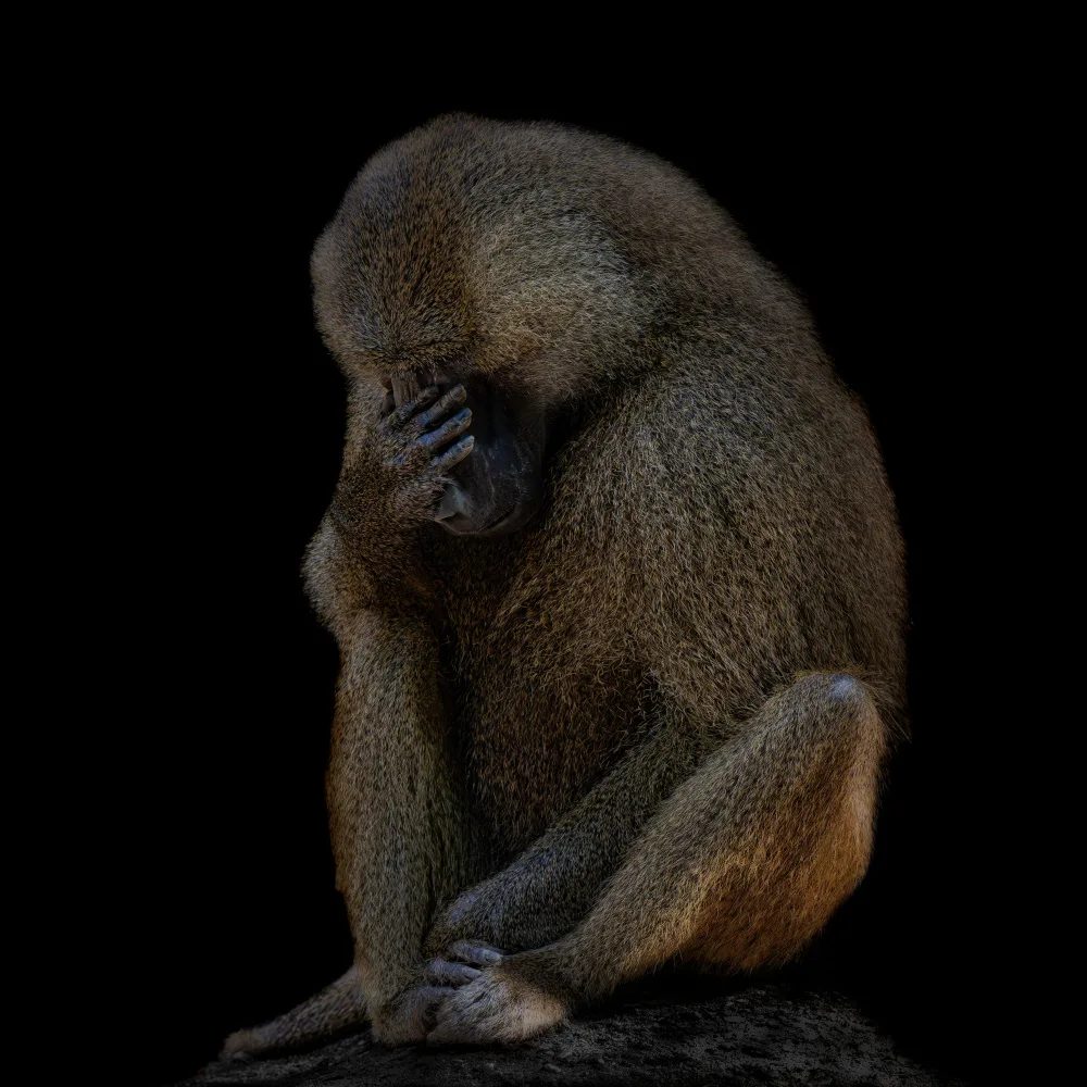 Tsikiridis, Georgios: I am not There (Guinea baboon)