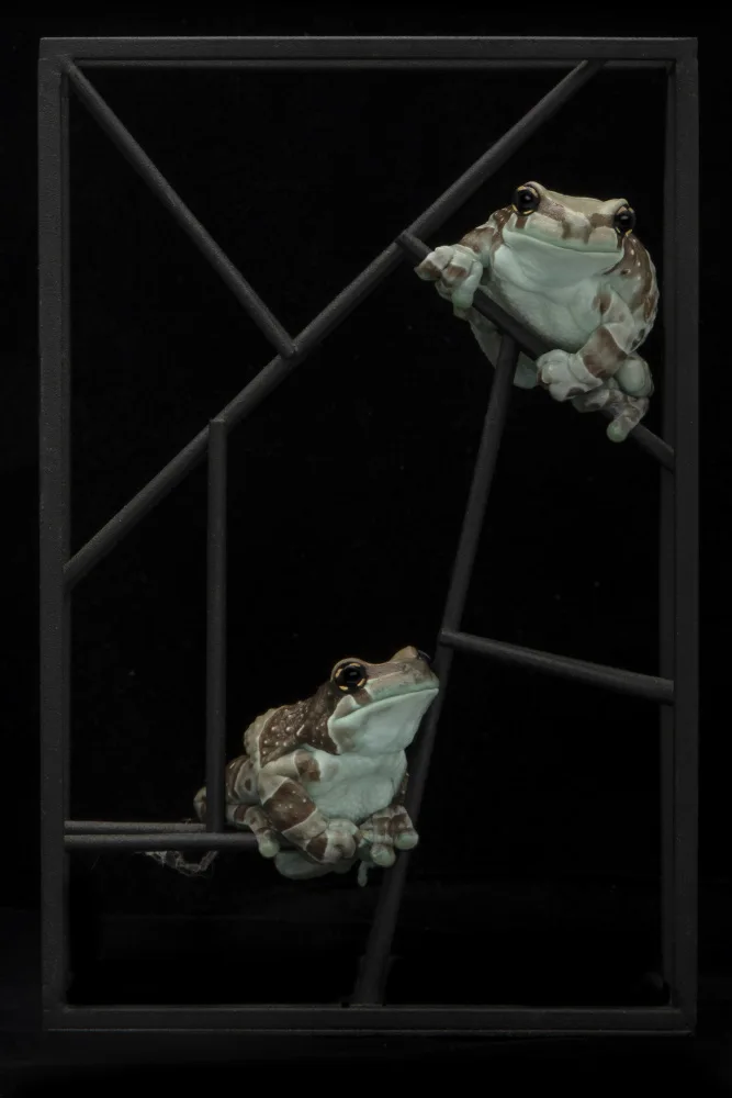 Lester, D Linda: Frog Abstract