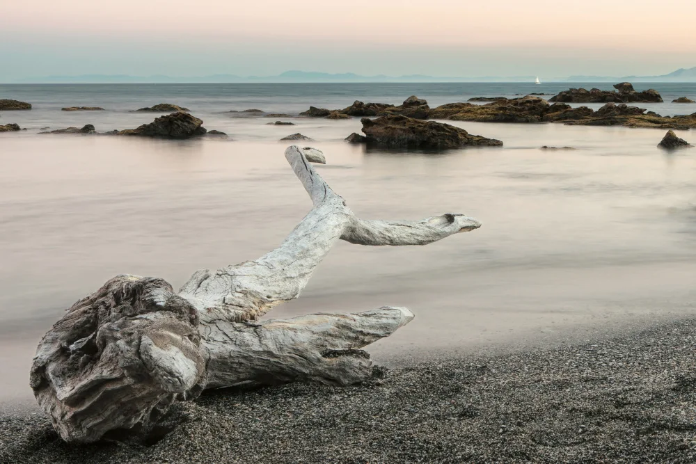 Pino, Emilio: Treefish carcass