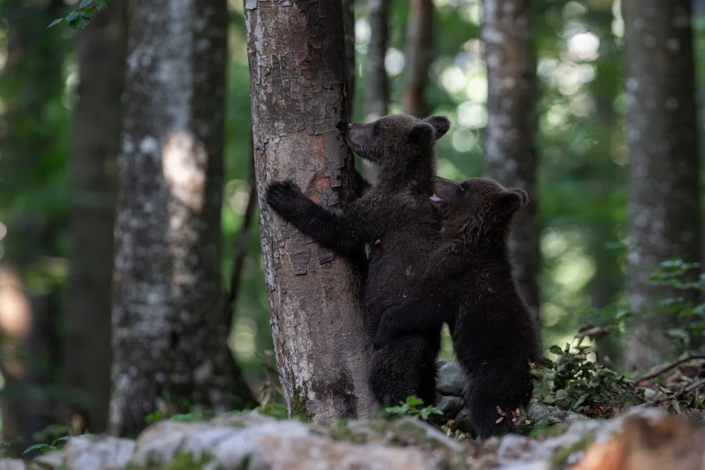 Alicke, Bjoern: playing bear cubs 1