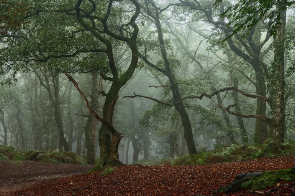 Lee, van Hilda: twisted branches