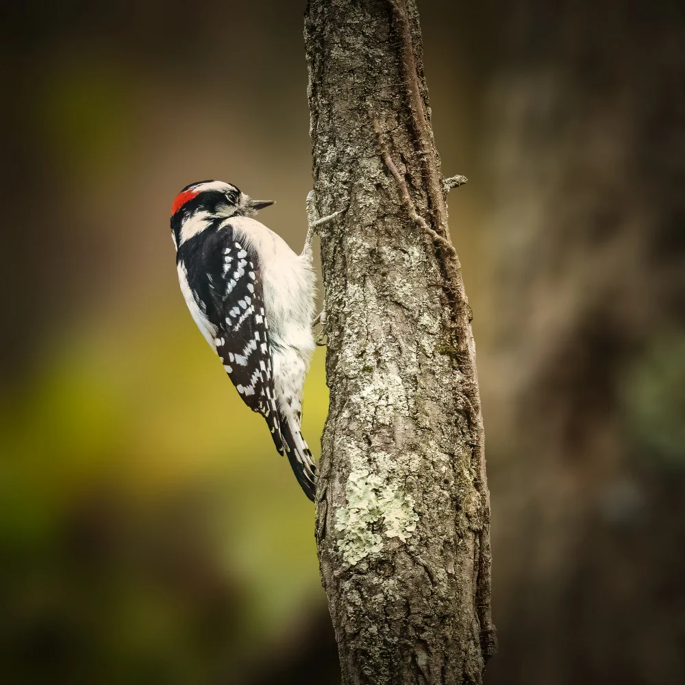 Cai, Xiao: Downy Woodpecker Juvenile