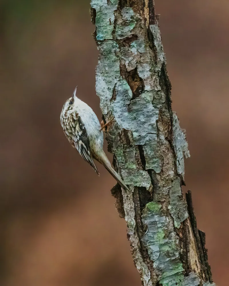 Cai, Xiao: Brown Creeper