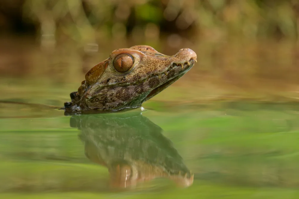 Setiadi, Ajar: baby croc