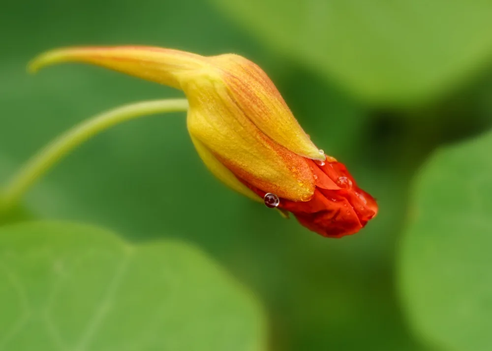 Gagnon, Lucie: Budding