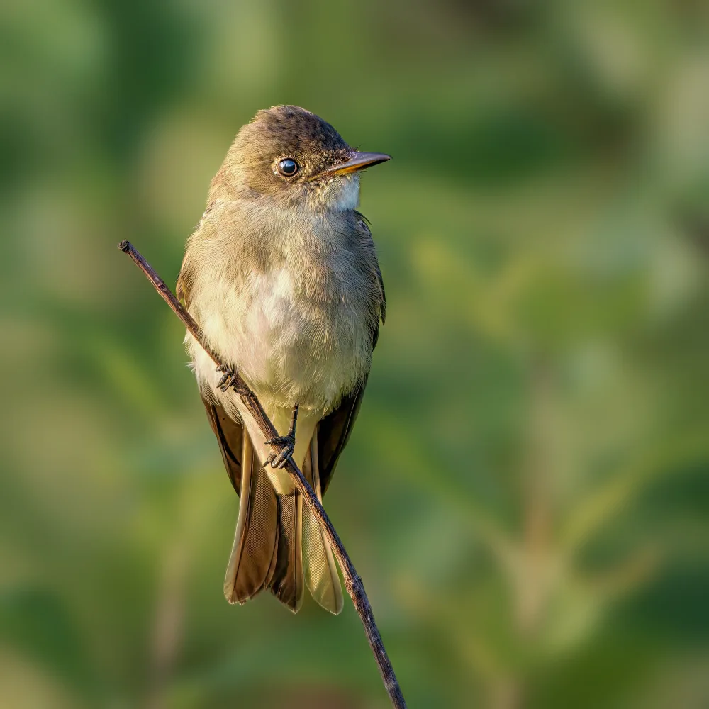 Xu, Jian: eastern wood pewee