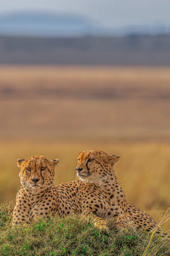 Bhatia, Yogesh: Brothers