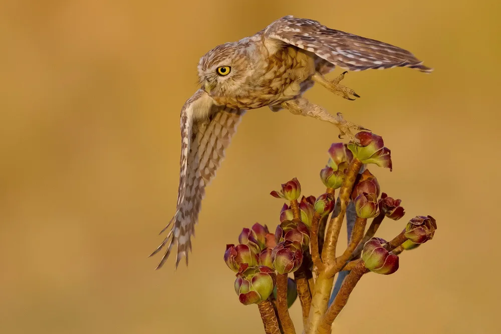 Manusevich, David: Little owl