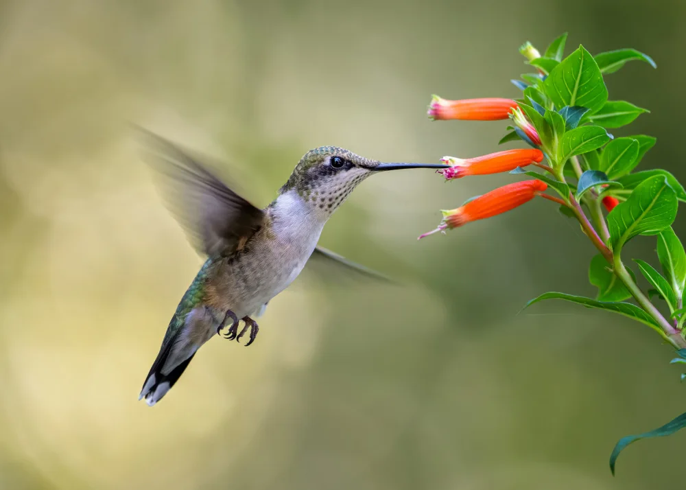 Wang, Ti: Hummingbird