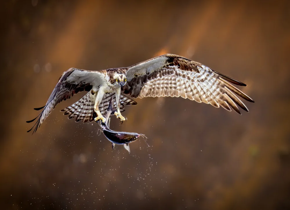Zhang, Hannah: Osprey with fish