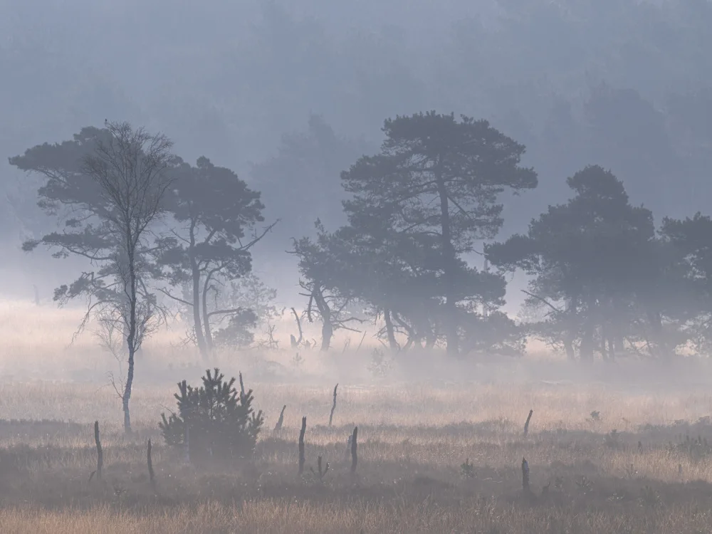 Goossens, Henk: Kalmthoutse heide with ground fog