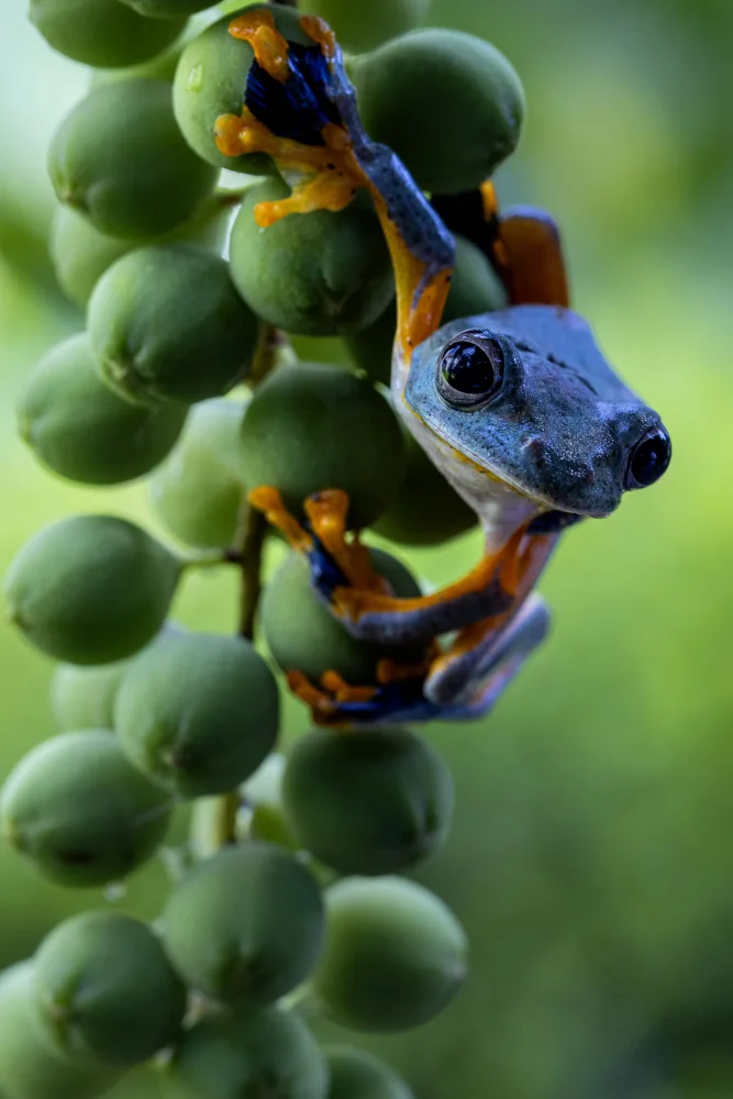 Widjaja, Sally: Green Frog
