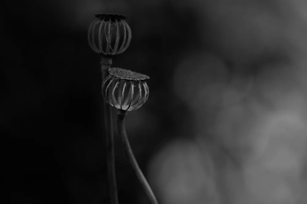 Grønkjær, Lotte: End of the poppy season