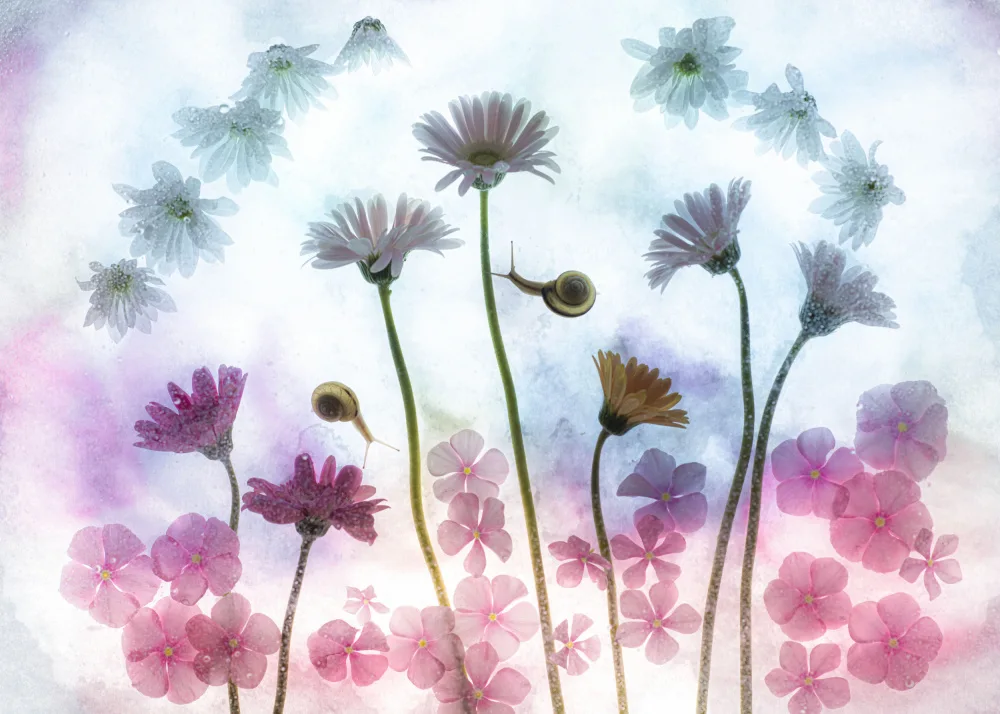 Miharu: pink poetry