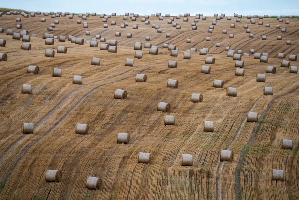 Satmari, Ovidiu: Autunno