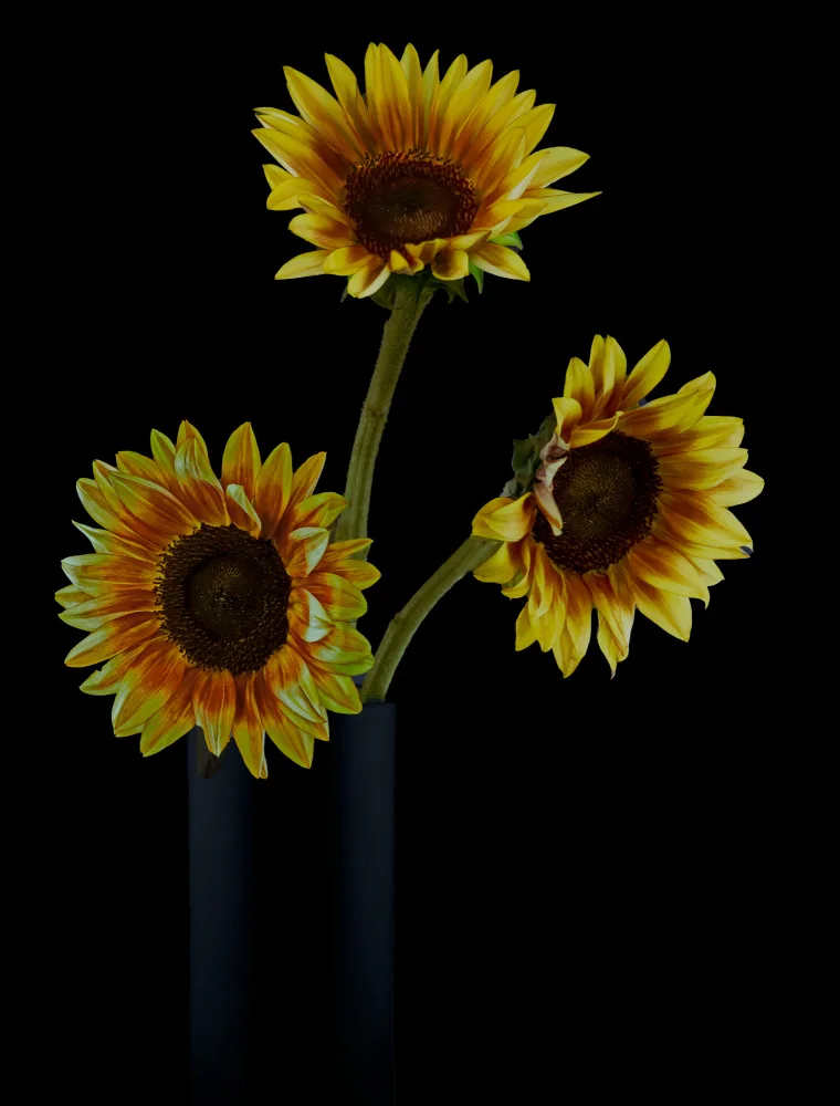 jlloydphoto: Sunflowers in Shadows