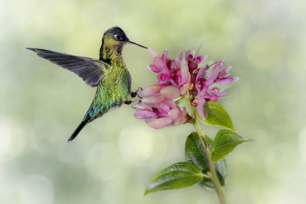 Lester, D Linda: Hummingbird From Costa Rica