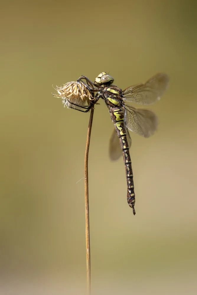 Daminelli, Fabrizio: female