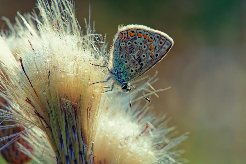 Selezenev, Konstantin: 