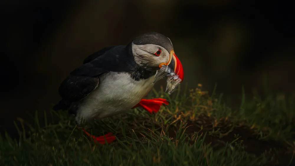 Xiao, Hanping: Sad Puffin