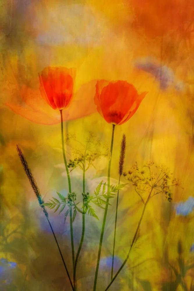 Lee, van Hilda: Flowerish