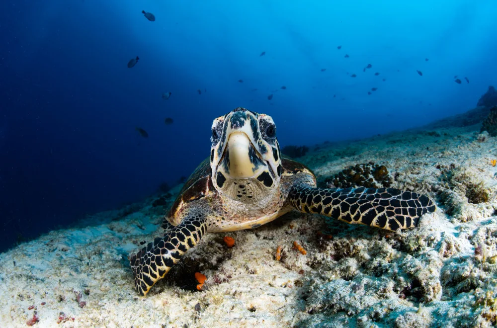 Lin, Y Ryan: Sea turtle Looking at you