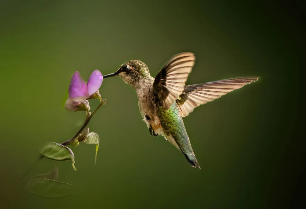 Su, Yuan: Hummingbird in the garden