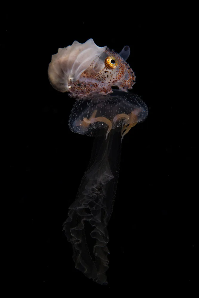 Lin, Y Ryan: Jellyfish Rider