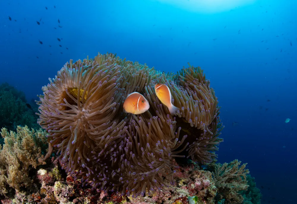 Lin, Y Ryan: anemone with silverback clownfish