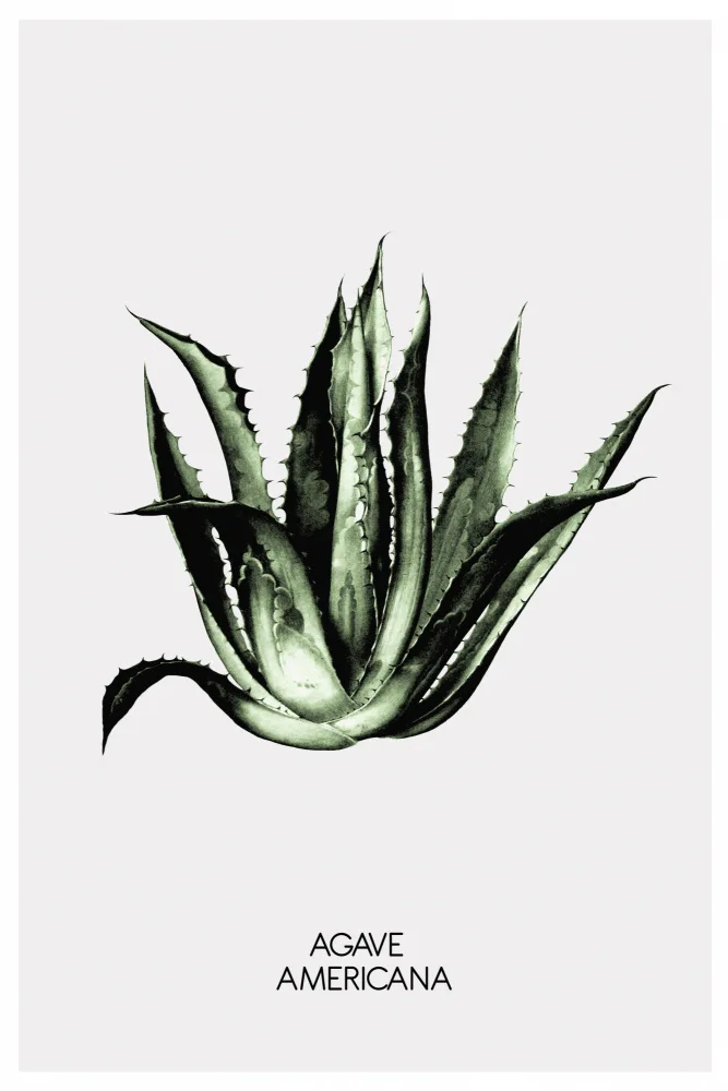 Studio, Miuus The: Agave Americana