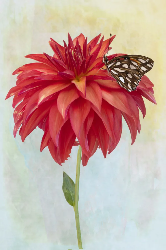 Lester, D Linda: Dahlia Bloom and a Butterfly