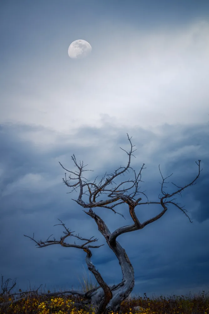 Zhao, Alex: Morning moon