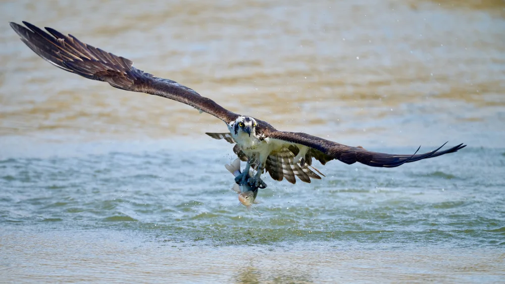 Chen, Johnny: Osprey with catch