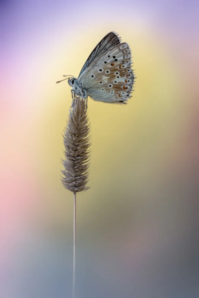 Daminelli, Fabrizio: Chalk-hill Blue