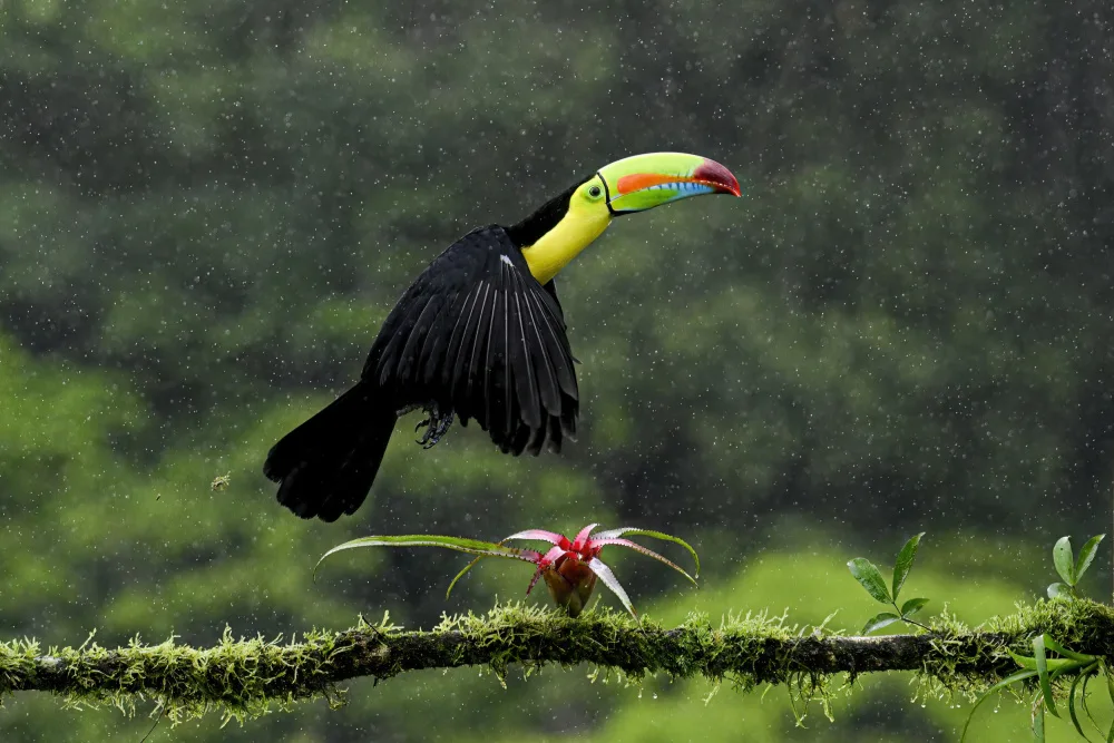 Christopher, Randy: Toucan Hop