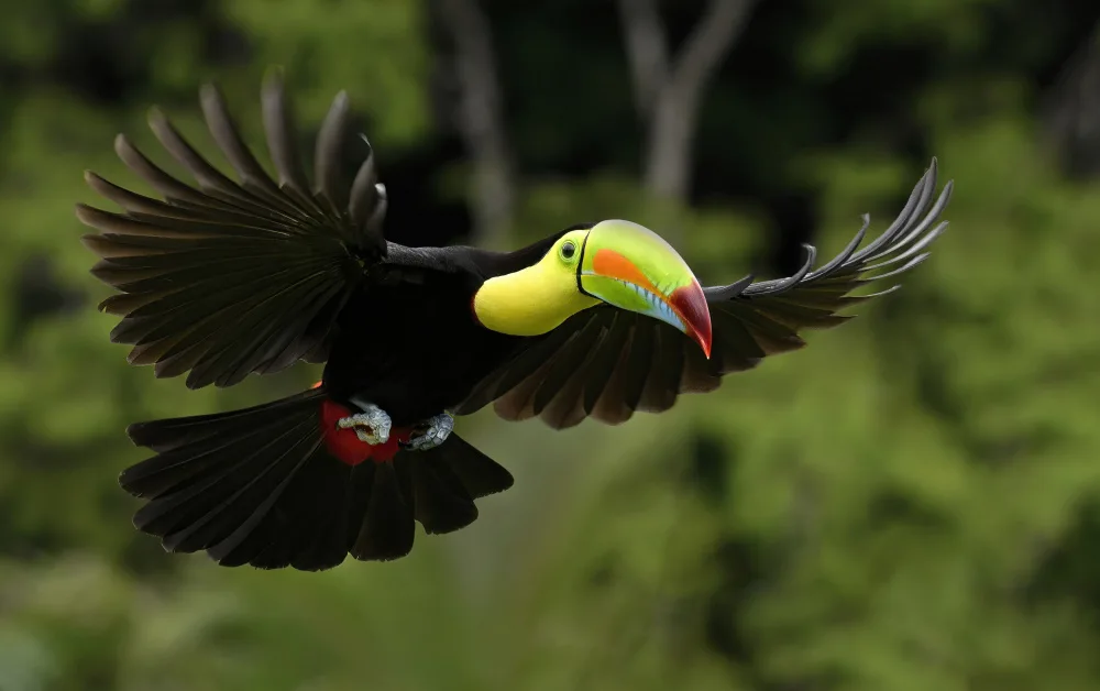 Christopher, Randy: Toucan Inbound