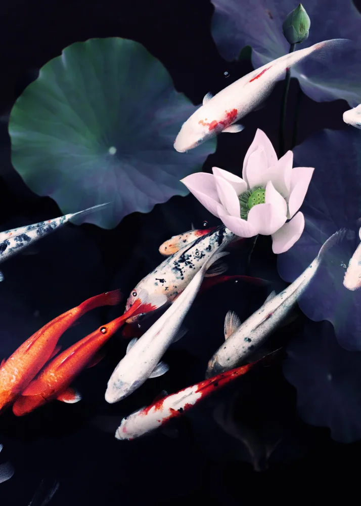 Barizi, Al: Koi Pond