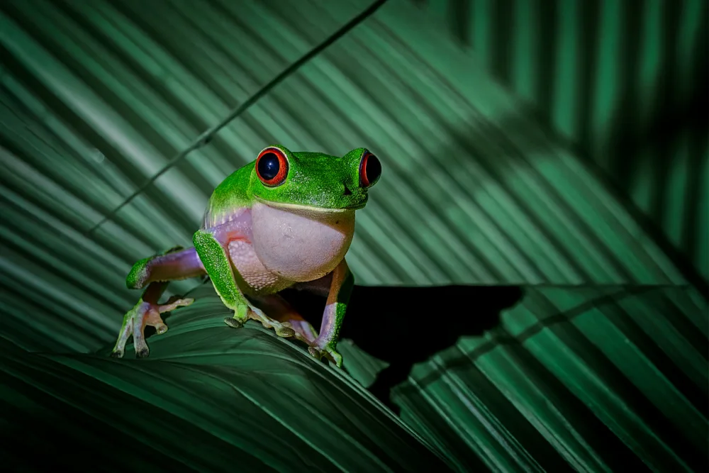 Wei, and Siyu: red eye tree frog